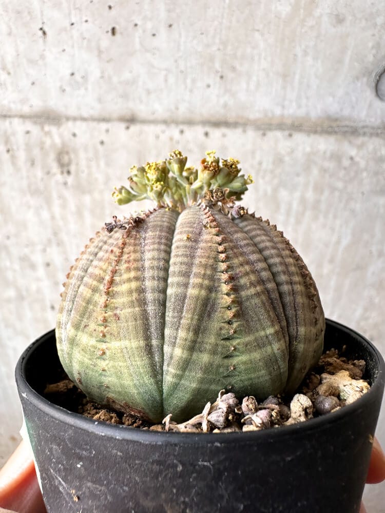 【現品限り】ユーフォルビア・オベサ オス 美株 南アフリカ由来【C97】 Euphorbia obesa