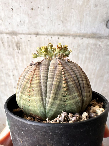 【現品限り】ユーフォルビア・オベサ オス 美株 南アフリカ由来【C97】 Euphorbia obesa
