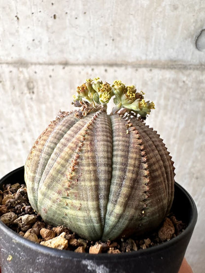 【現品限り】ユーフォルビア・オベサ オス 美株 南アフリカ由来【C97】 Euphorbia obesa