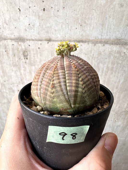 【現品限り】ユーフォルビア・オベサ メス 美株 南アフリカ由来【C98】 Euphorbia obesa