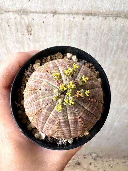 【現品限り】ユーフォルビア・オベサ メス 美株 南アフリカ由来【C98】 Euphorbia obesa