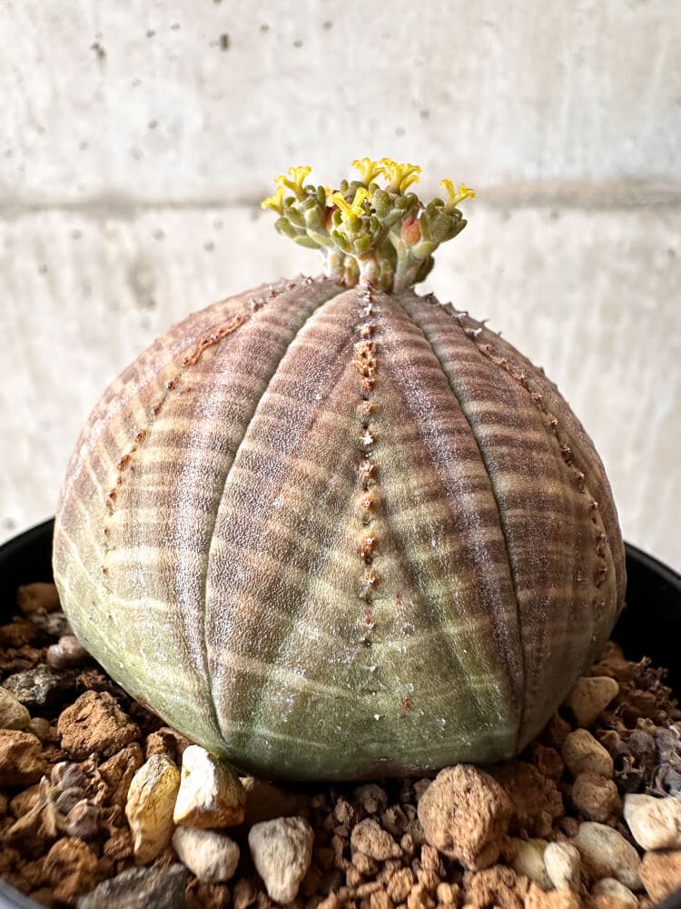【現品限り】ユーフォルビア・オベサ メス 美株 南アフリカ由来【C98】 Euphorbia obesa