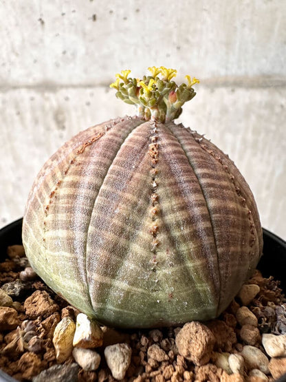 【現品限り】ユーフォルビア・オベサ メス 美株 南アフリカ由来【C98】 Euphorbia obesa