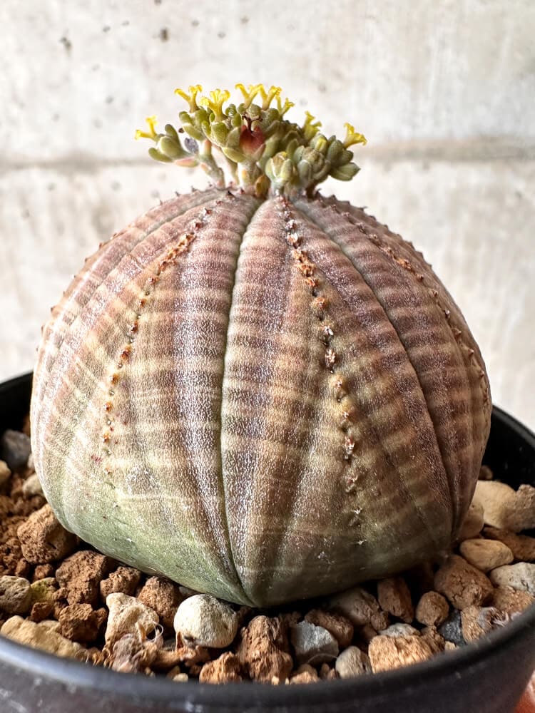 【現品限り】ユーフォルビア・オベサ メス 美株 南アフリカ由来【C98】 Euphorbia obesa