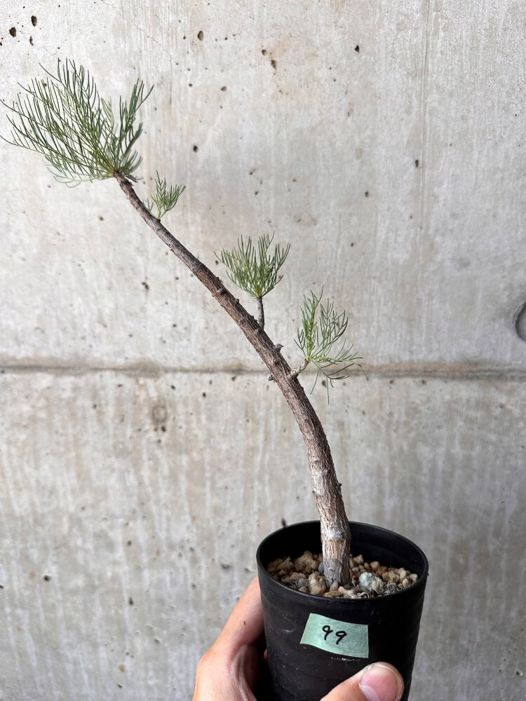 【現品限り】コミフォラ・クラウセリアーナ【C99】 Commiphora kraeuseliana