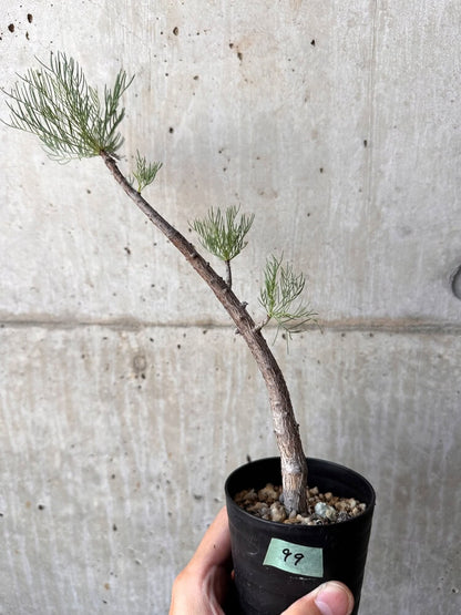 【現品限り】コミフォラ・クラウセリアーナ【C99】 Commiphora kraeuseliana