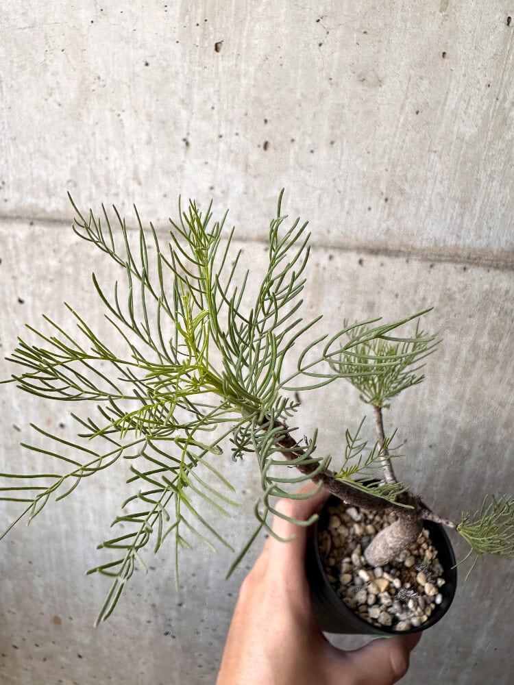 【現品限り】コミフォラ・クラウセリアーナ【C99】 Commiphora kraeuseliana