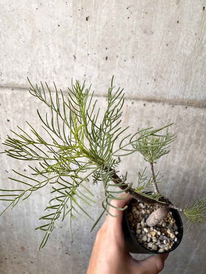 【現品限り】コミフォラ・クラウセリアーナ【C99】 Commiphora kraeuseliana