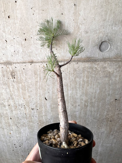 【現品限り】コミフォラ・クラウセリアーナ【C99】 Commiphora kraeuseliana