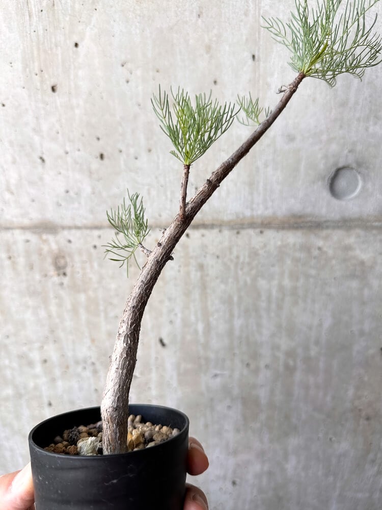 【現品限り】コミフォラ・クラウセリアーナ【C99】 Commiphora kraeuseliana