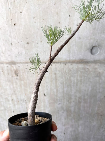 【現品限り】コミフォラ・クラウセリアーナ【C99】 Commiphora kraeuseliana