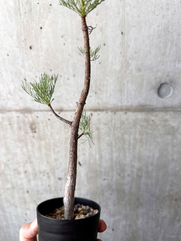 【現品限り】コミフォラ・クラウセリアーナ【C99】 Commiphora kraeuseliana