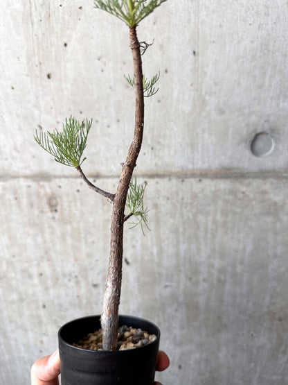 【現品限り】コミフォラ・クラウセリアーナ【C99】 Commiphora kraeuseliana