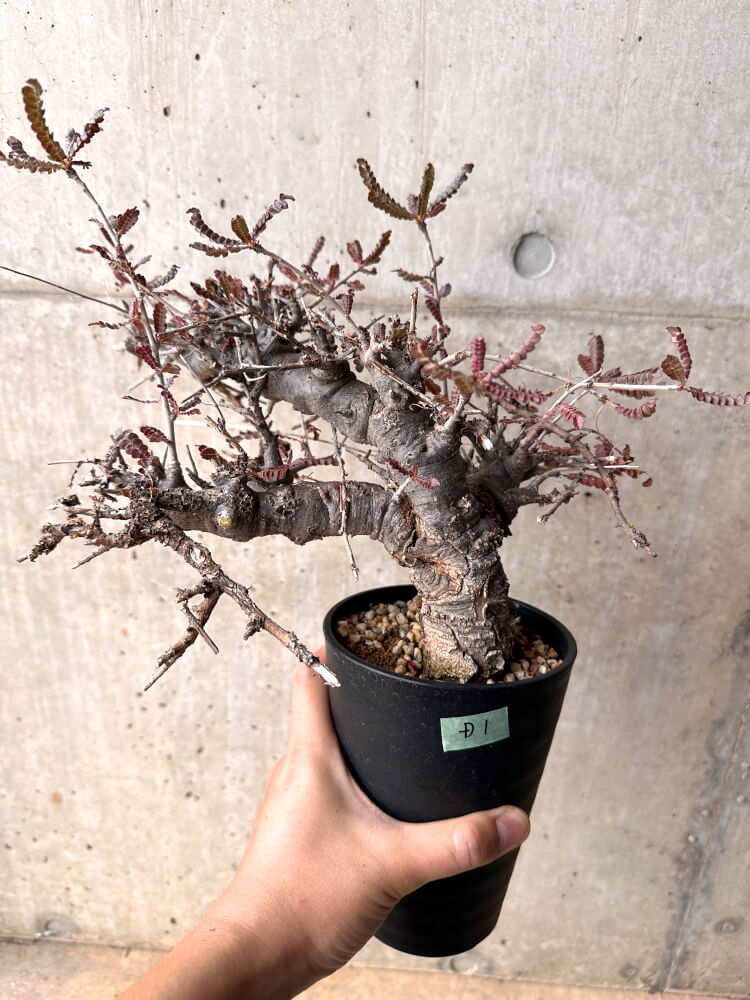 【現品限り】ボスウェリア・ネグレクタ 発根済み 2年以上管理【D1】 Boswellia neglecta