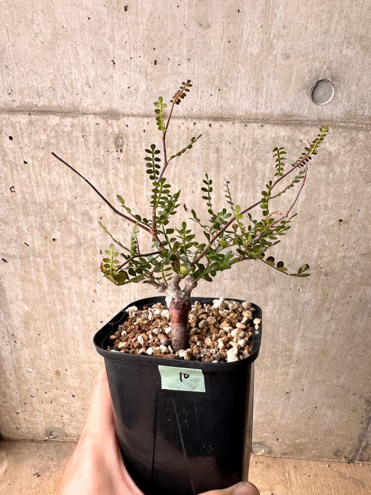 【現品限り】オペルクリカリア・パキプス 根挿し 大【D10】 Operculicarya pachypus