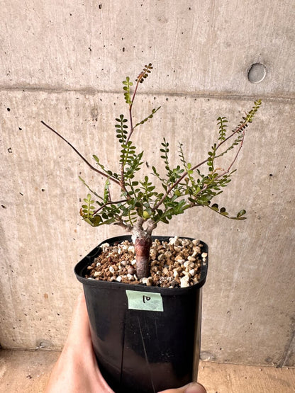 【現品限り】オペルクリカリア・パキプス 根挿し 大【D10】 Operculicarya pachypus