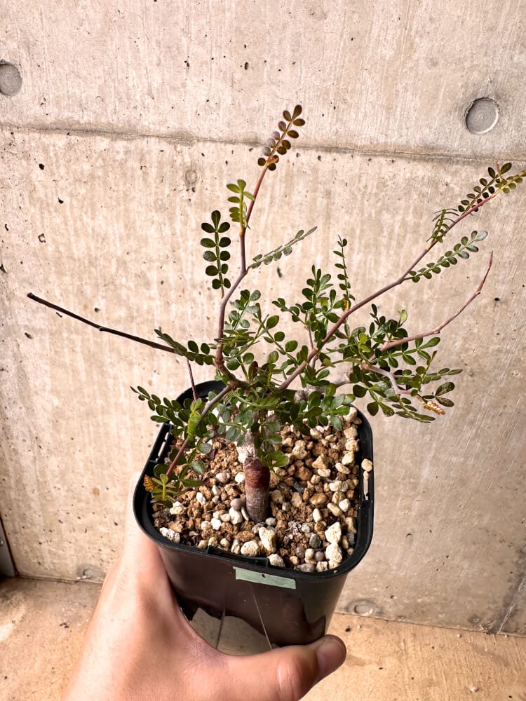 【現品限り】オペルクリカリア・パキプス 根挿し 大【D10】 Operculicarya pachypus