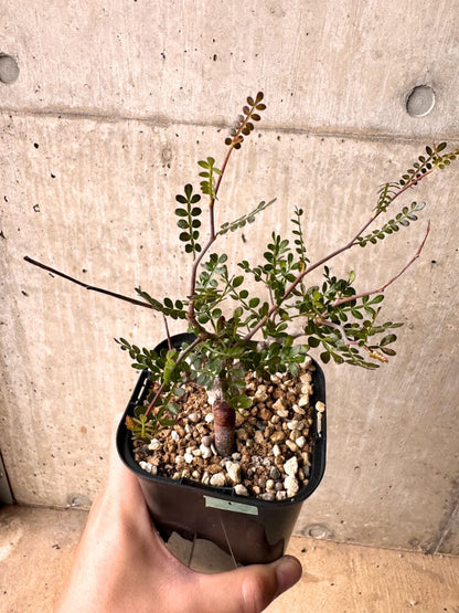 【現品限り】オペルクリカリア・パキプス 根挿し 大【D10】 Operculicarya pachypus