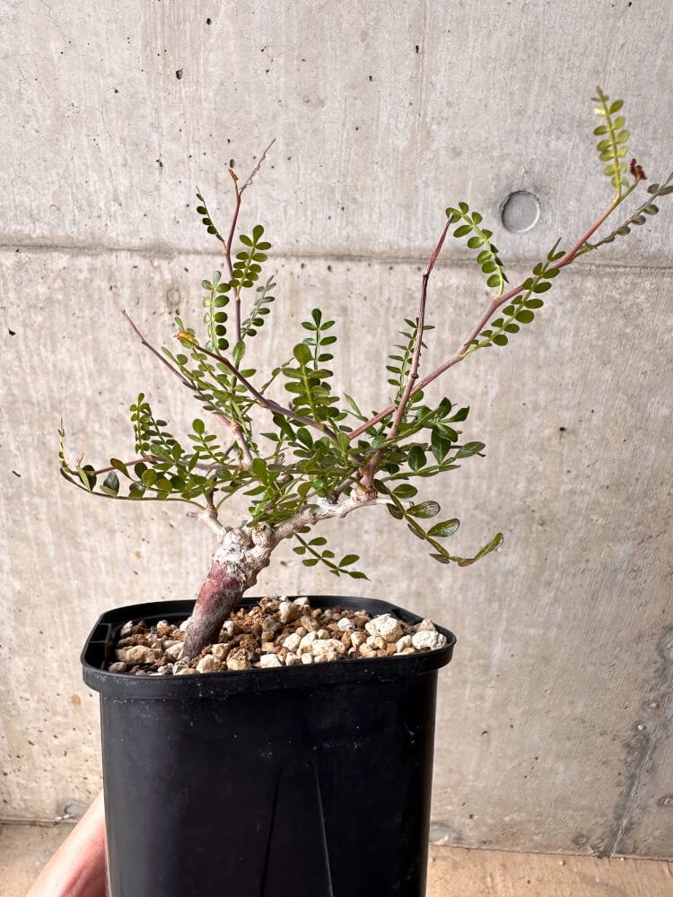 【現品限り】オペルクリカリア・パキプス 根挿し 大【D10】 Operculicarya pachypus