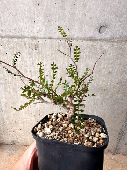 【現品限り】オペルクリカリア・パキプス 根挿し 大【D10】 Operculicarya pachypus