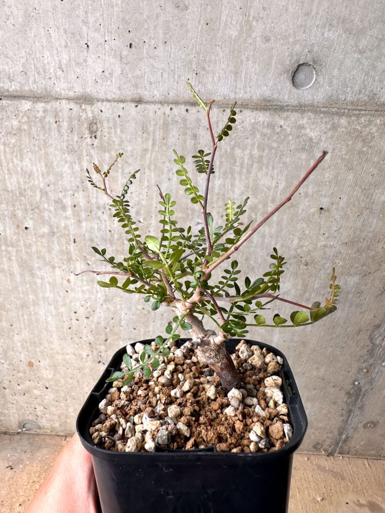 【現品限り】オペルクリカリア・パキプス 根挿し 大【D10】 Operculicarya pachypus