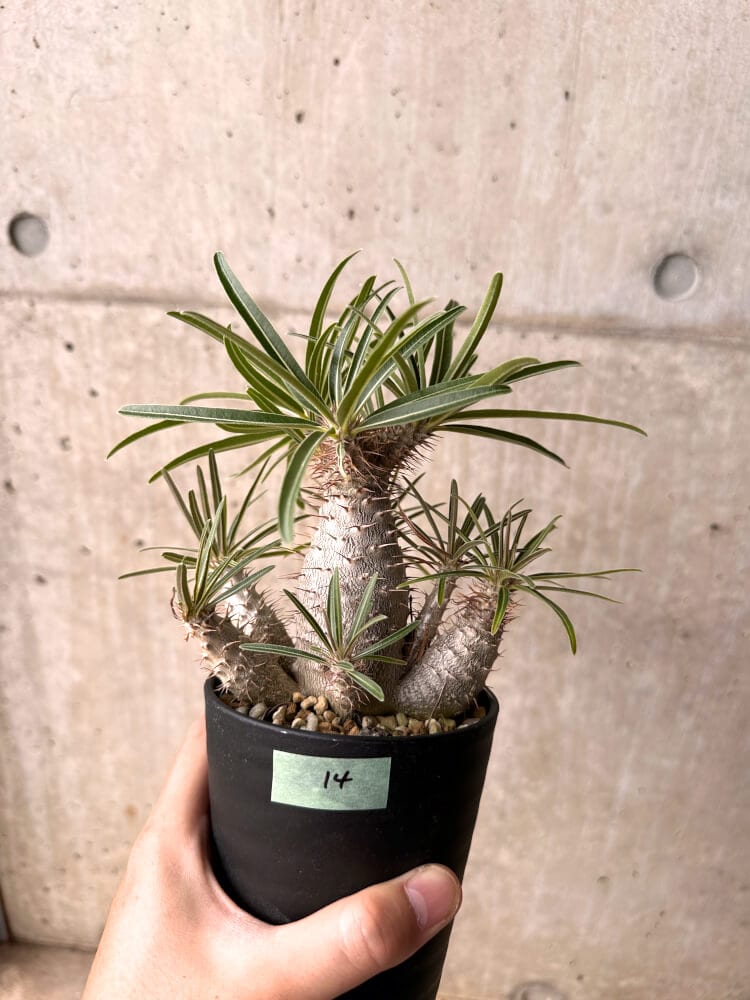 【現品限り】パキポディウム・グラキリス 実生 大株【D14】 Pachypodium gracilius