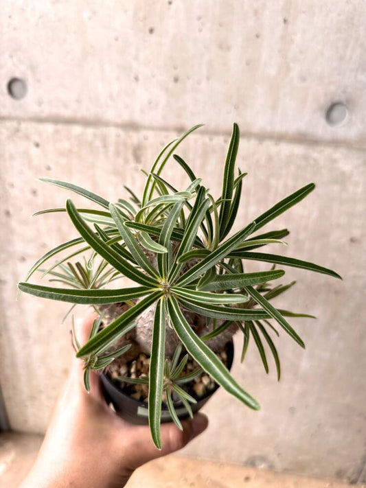 【現品限り】パキポディウム・グラキリス 実生 大株【D14】 Pachypodium gracilius