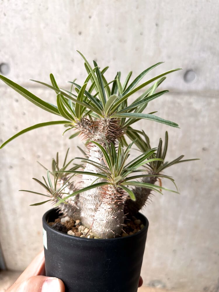 【現品限り】パキポディウム・グラキリス 実生 大株【D14】 Pachypodium gracilius
