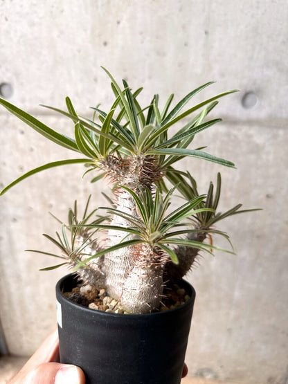【現品限り】パキポディウム・グラキリス 実生 大株【D14】 Pachypodium gracilius