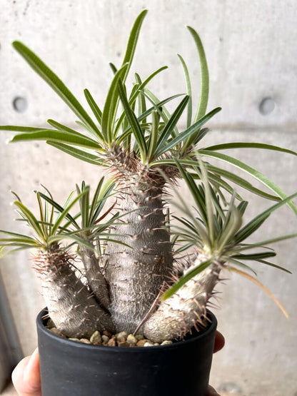 【現品限り】パキポディウム・グラキリス 実生 大株【D14】 Pachypodium gracilius