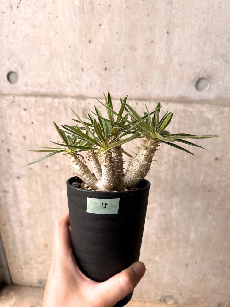 【現品限り】パキポディウム・グラキリス 実生 大株【D15】 Pachypodium gracilius