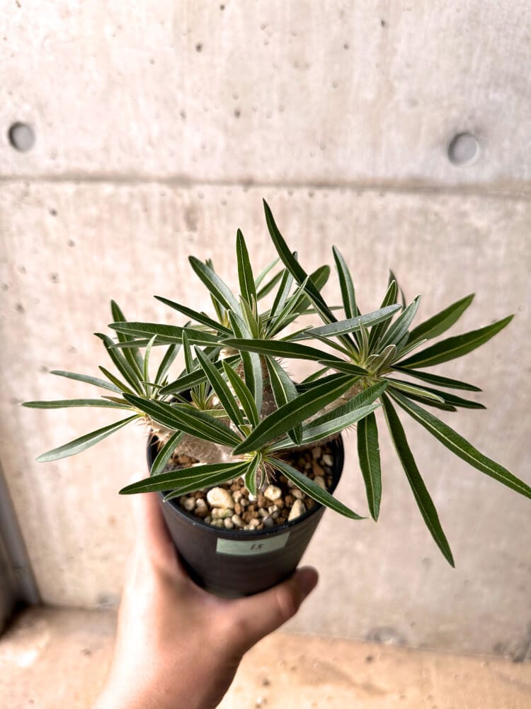 【現品限り】パキポディウム・グラキリス 実生 大株【D15】 Pachypodium gracilius