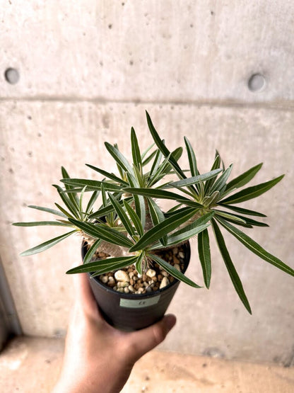 【現品限り】パキポディウム・グラキリス 実生 大株【D15】 Pachypodium gracilius