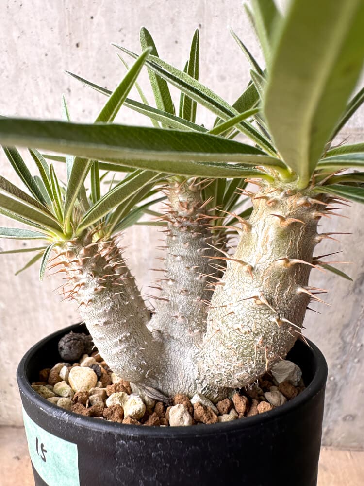 【現品限り】パキポディウム・グラキリス 実生 大株【D15】 Pachypodium gracilius