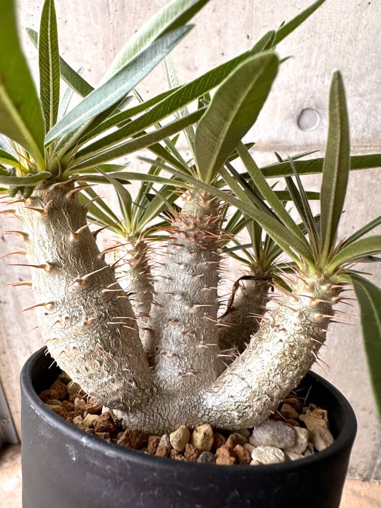 【現品限り】パキポディウム・グラキリス 実生 大株【D15】 Pachypodium gracilius