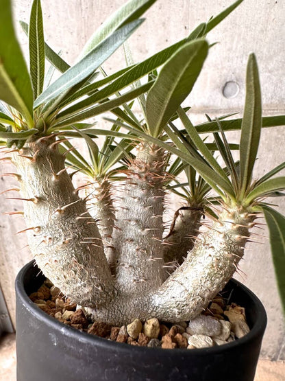 【現品限り】パキポディウム・グラキリス 実生 大株【D15】 Pachypodium gracilius