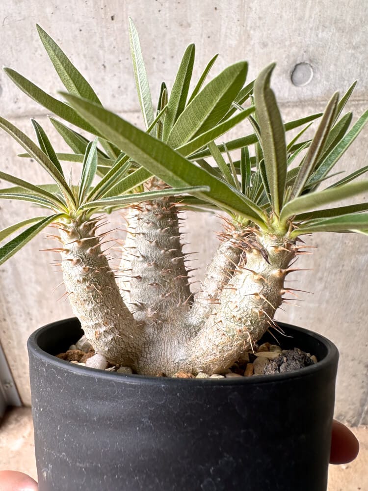 【現品限り】パキポディウム・グラキリス 実生 大株【D15】 Pachypodium gracilius