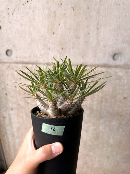 【現品限り】パキポディウム・グラキリス 実生 大株【D16】 Pachypodium gracilius