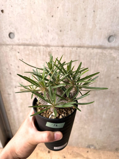 【現品限り】パキポディウム・グラキリス 実生 大株【D16】 Pachypodium gracilius