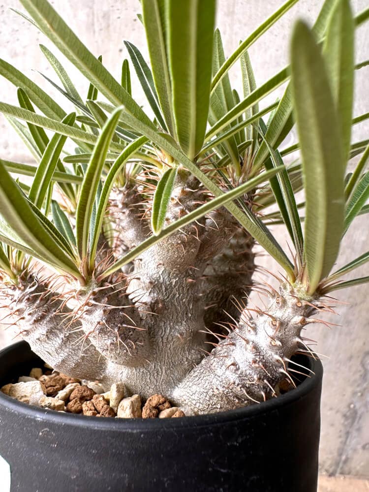【現品限り】パキポディウム・グラキリス 実生 大株【D16】 Pachypodium gracilius