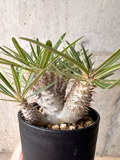 【現品限り】パキポディウム・グラキリス 実生 大株【D16】 Pachypodium gracilius