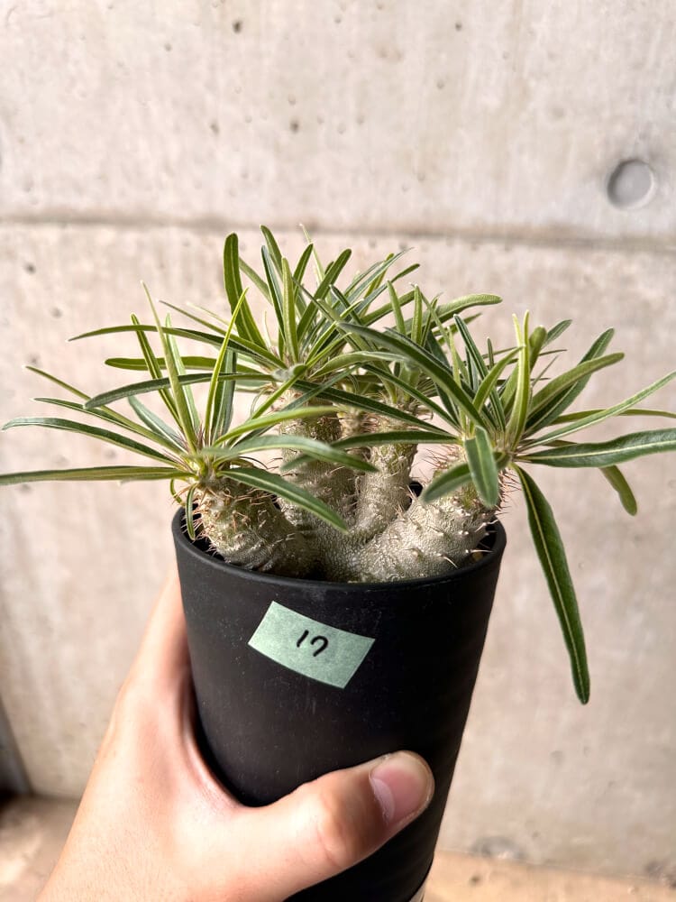 【現品限り】パキポディウム・グラキリス 実生 大株【D17】 Pachypodium gracilius