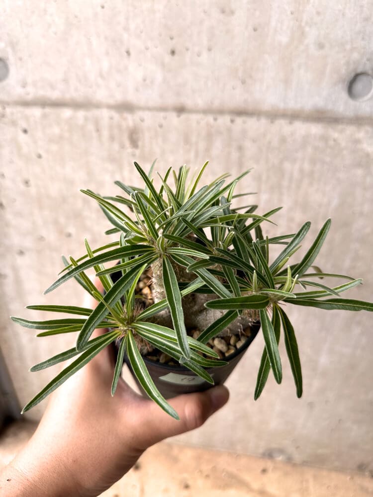 【現品限り】パキポディウム・グラキリス 実生 大株【D17】 Pachypodium gracilius