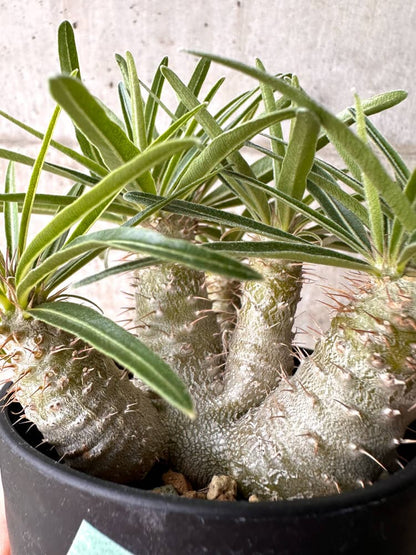 【現品限り】パキポディウム・グラキリス 実生 大株【D17】 Pachypodium gracilius