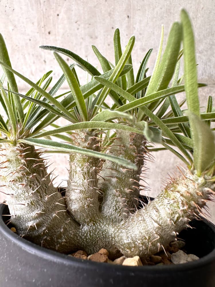 【現品限り】パキポディウム・グラキリス 実生 大株【D17】 Pachypodium gracilius
