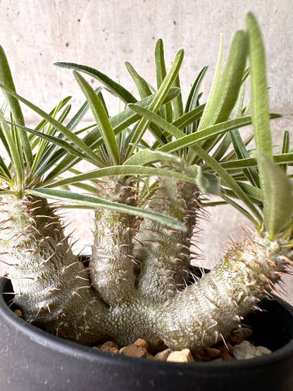 【現品限り】パキポディウム・グラキリス 実生 大株【D17】 Pachypodium gracilius