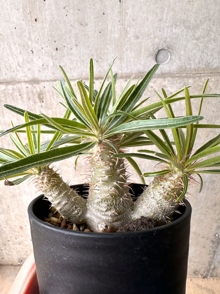 【現品限り】パキポディウム・グラキリス 実生 大株【D17】 Pachypodium gracilius