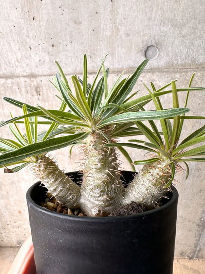 【現品限り】パキポディウム・グラキリス 実生 大株【D17】 Pachypodium gracilius
