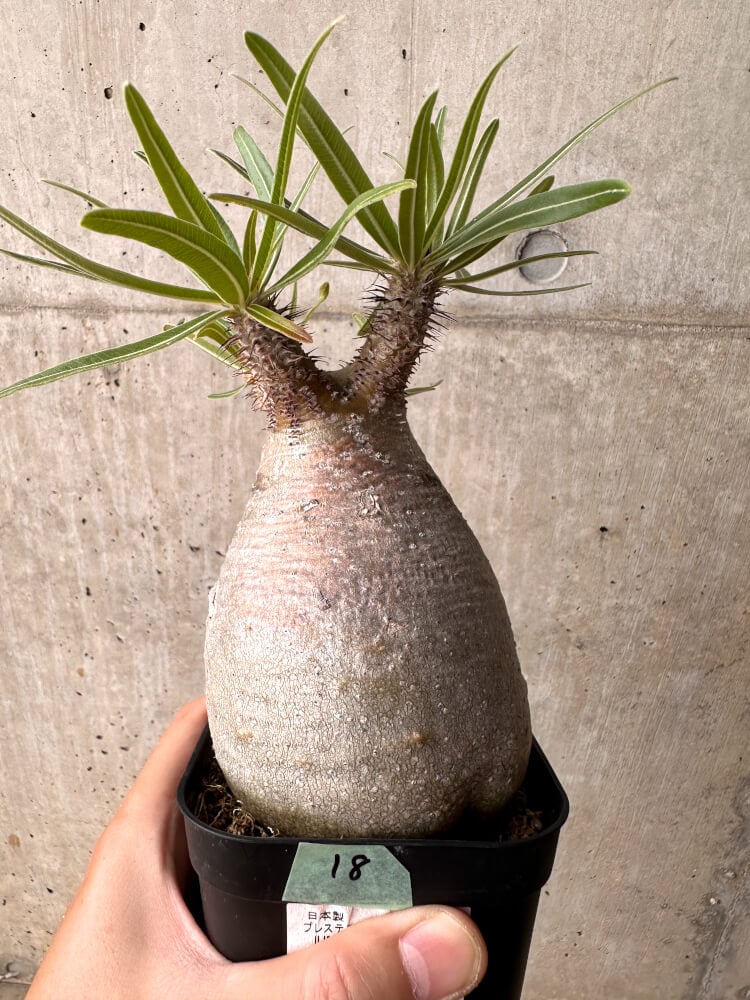 【現品限り】パキポディウム・グラキリス 現地株 発根済み 2年ほど管理【D18】 Pachypodium rosulatum