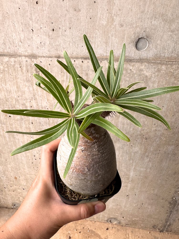 【現品限り】パキポディウム・グラキリス 現地株 発根済み 2年ほど管理【D18】 Pachypodium rosulatum